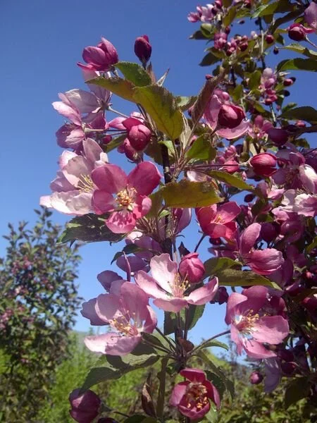 Malus_Thunderchild_bloom_3_br_resize.9daea898.jpg