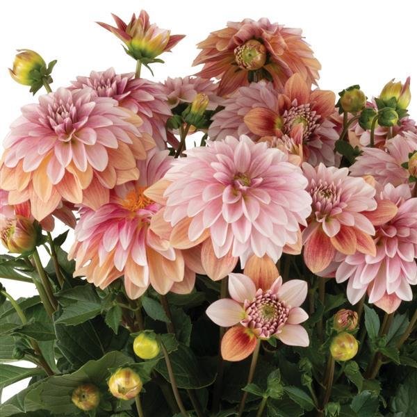 Hypnotica Vintage Dahlia