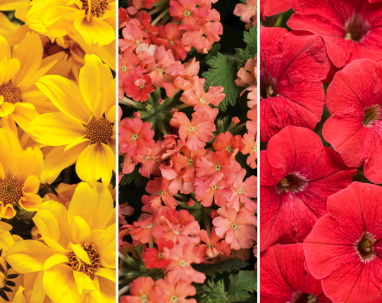 Combo - Peachy Gold.png