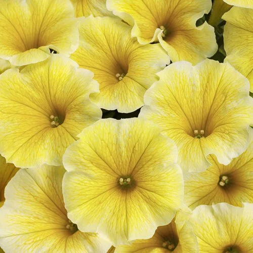 supertunia_saffron_finch_tag.jpg