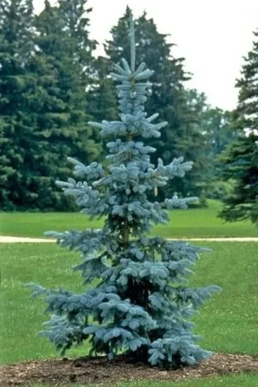 Hoopsii Spruce