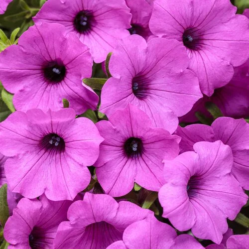 petunia_supertunia_vista_jazzberry_tag.jpg