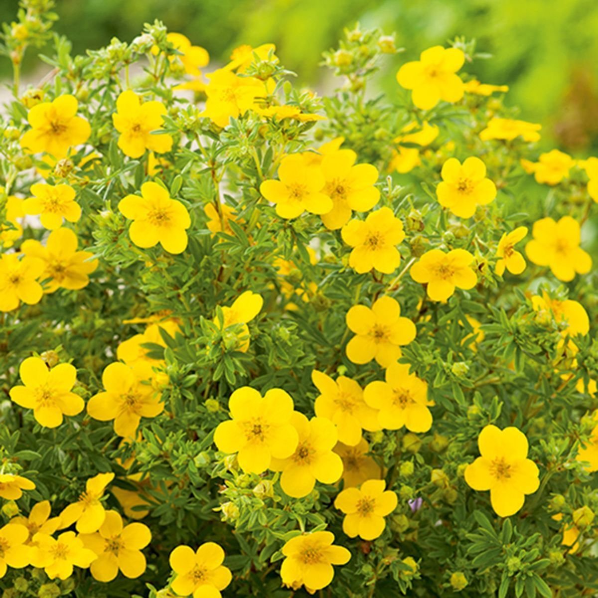 Goldfinger Potentilla