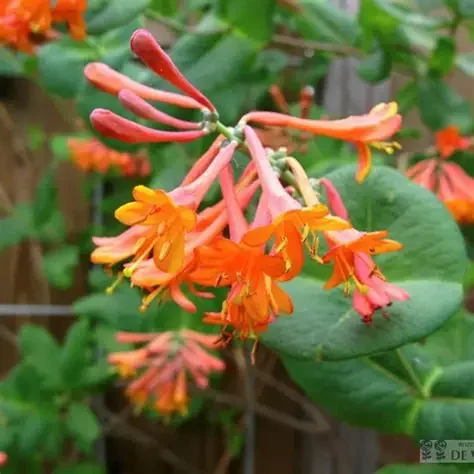 Lonicera 'Dropmore Scarlet'