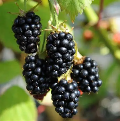 Blackberry 'Black Satin Thornless'