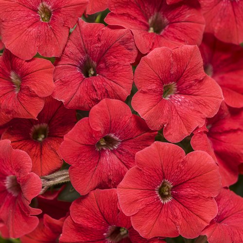 Supertunia® Really Red