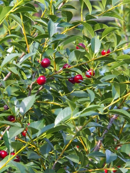 SK Carmine Jewel Cherry