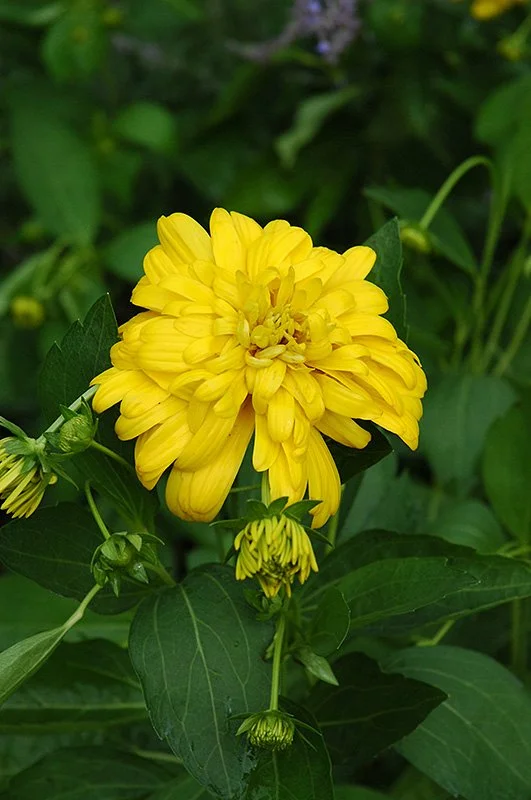 Goldquelle Coneflower