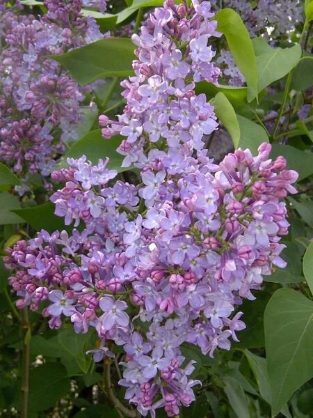 Common Lilac