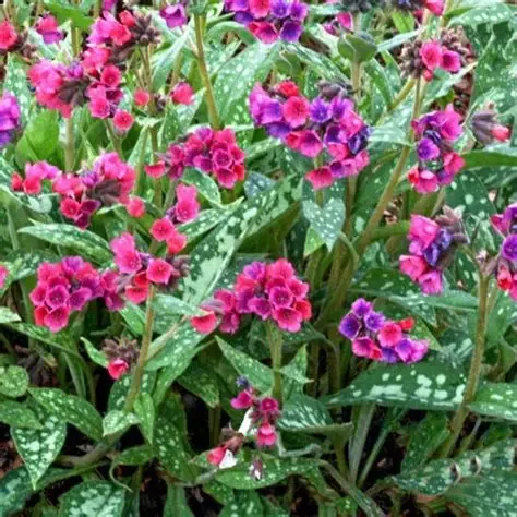 Pulmonaria 'Raspberry Splash'