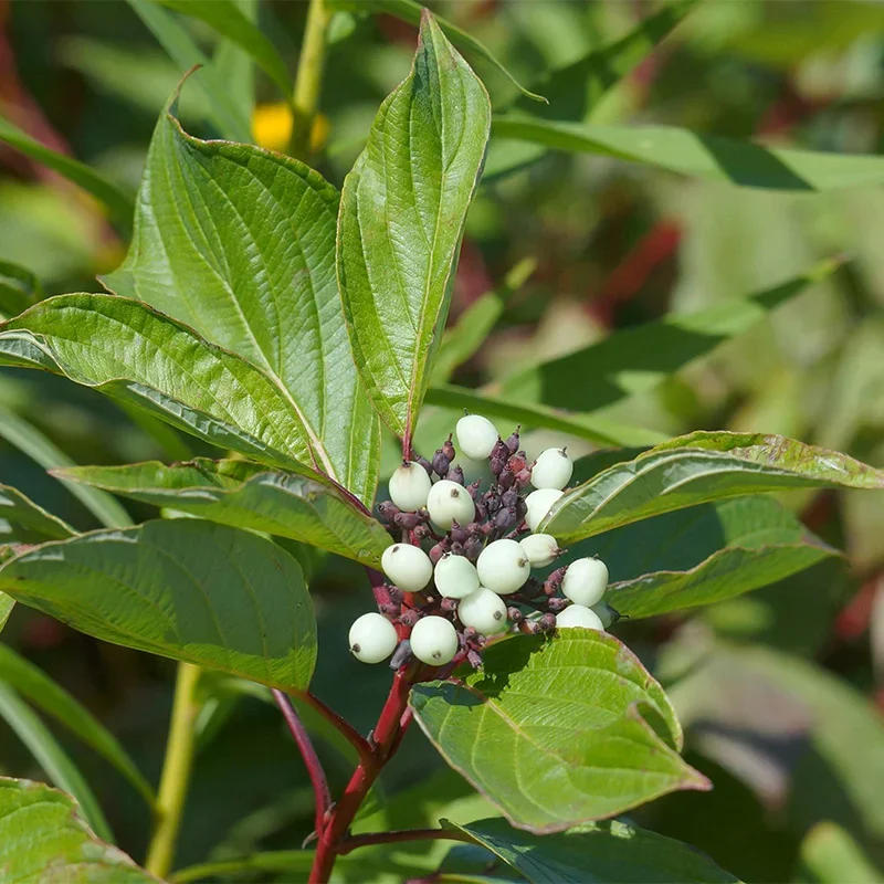 cornus-sericea-baileyi-red-twig-dogwood-white-berries.webp