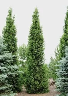 Montrose Charm Spruce