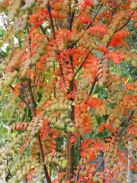 Sorbus_aucuparia_Luxor_br_resize.a6098dfb.jpg