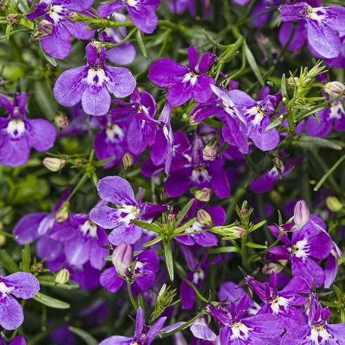 Lobelia - Laguna® Ultraviolet™