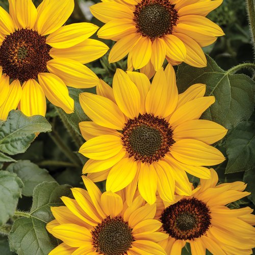 Suncredible® Yellow Sunflower