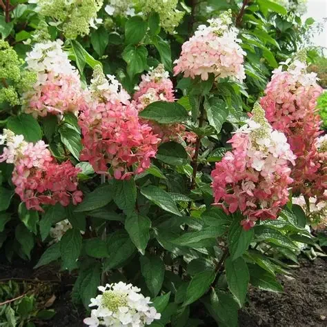 Flare™ Hydrangea