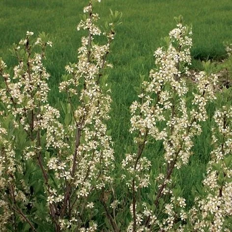 Prunus_besseyi.587954e6.jpg