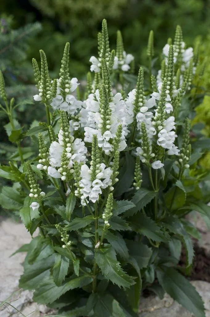 Physostegia 'Crystal Peak White'