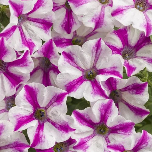 supertunia_lovie_dovie_tag.jpg