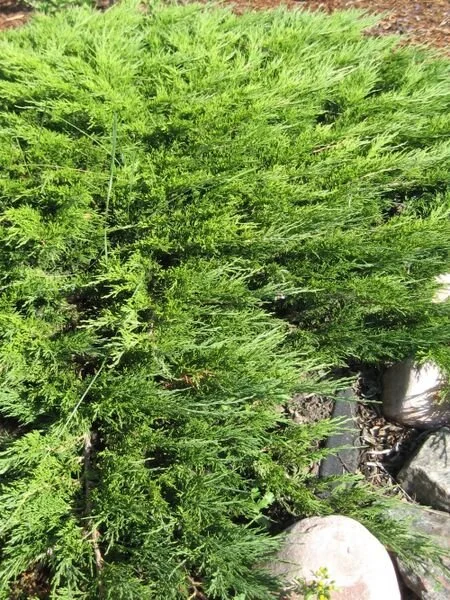Juniperus_sabina_Calgary_Carpet_4_br_resize.1e7e5130.jpg