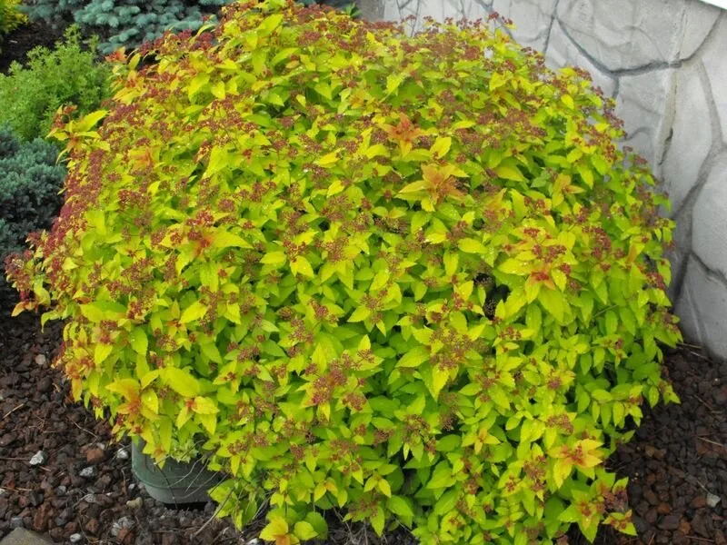 Goldflame Spirea