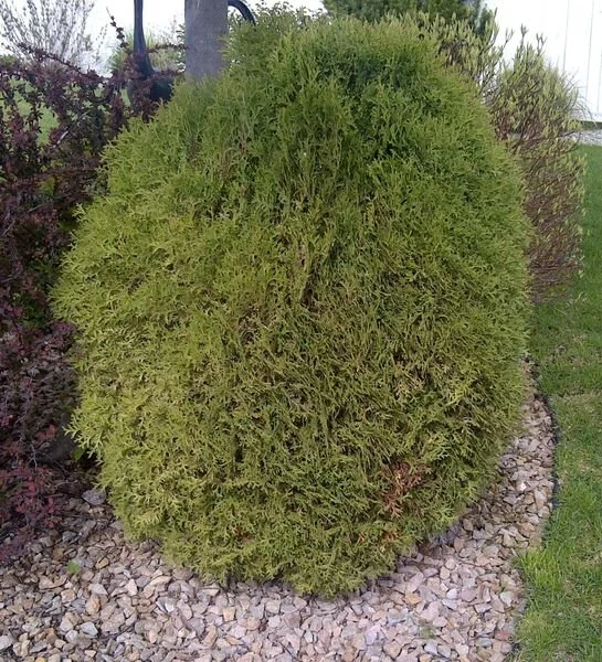 Little Giant Globe Cedar