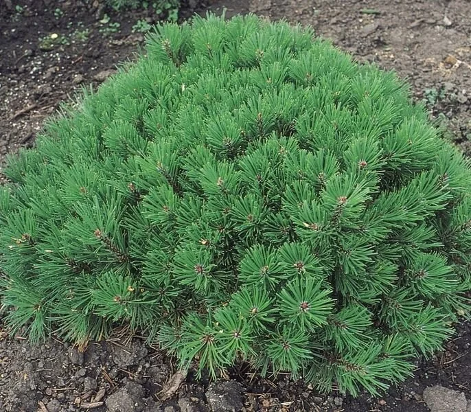 Dwarf Mugo Pine