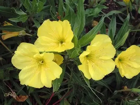 Oenethera missouriensis