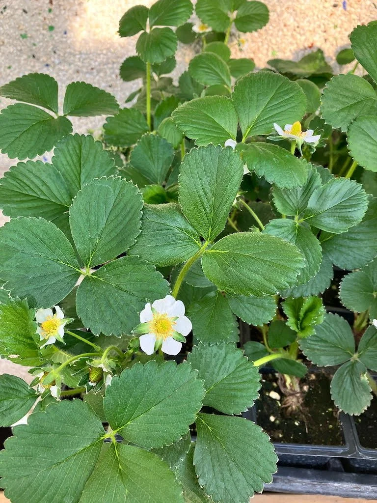 strawberry albion.jpg