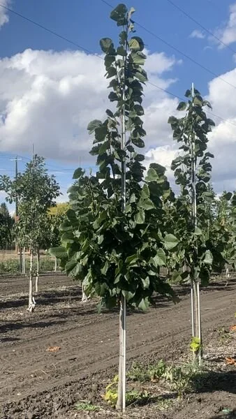 Tilia_americana_Curb_appeal_2_br_resize.bd23b750.jpg