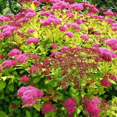 Magic Carpet Spirea