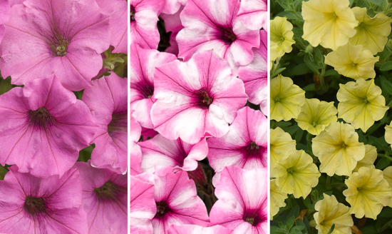 Screenshot 2025-12-05 112718.png