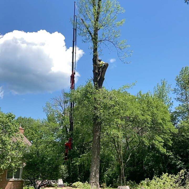 A few big ash trees from this week