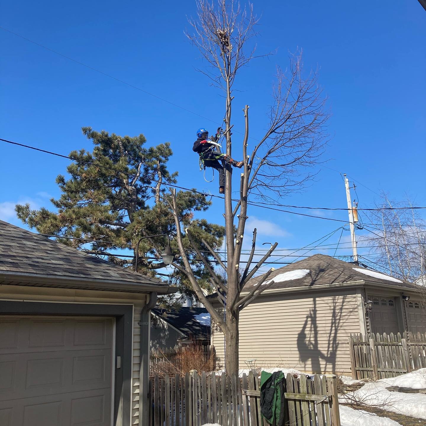 Just a little more roof clearance on the garage and that prune is done. First day back out, we definitely checked over everything twice including making sure this work order was a removal! #treework #arblife #arborist #trees #tree