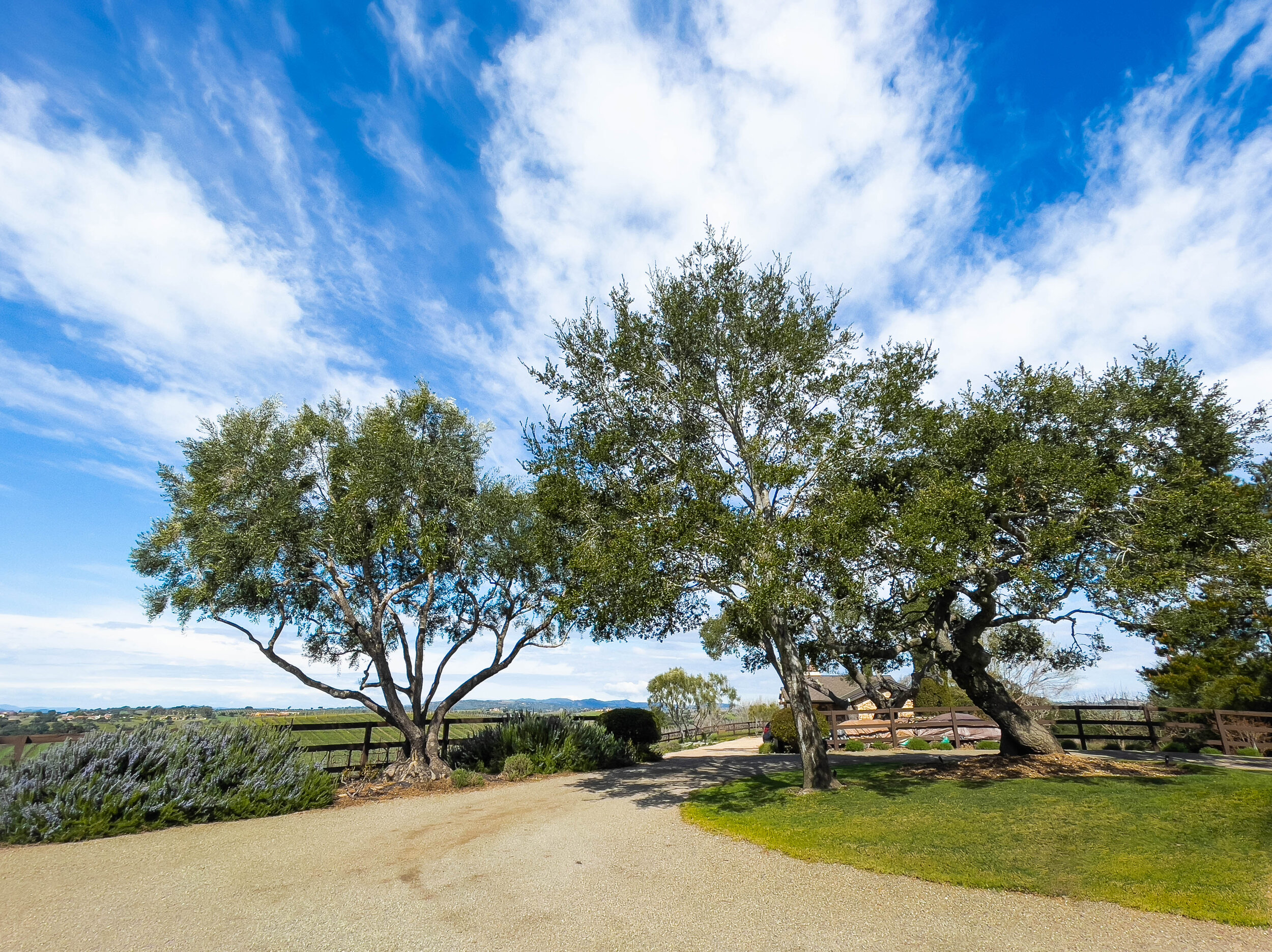 Driveway and tree.jpg