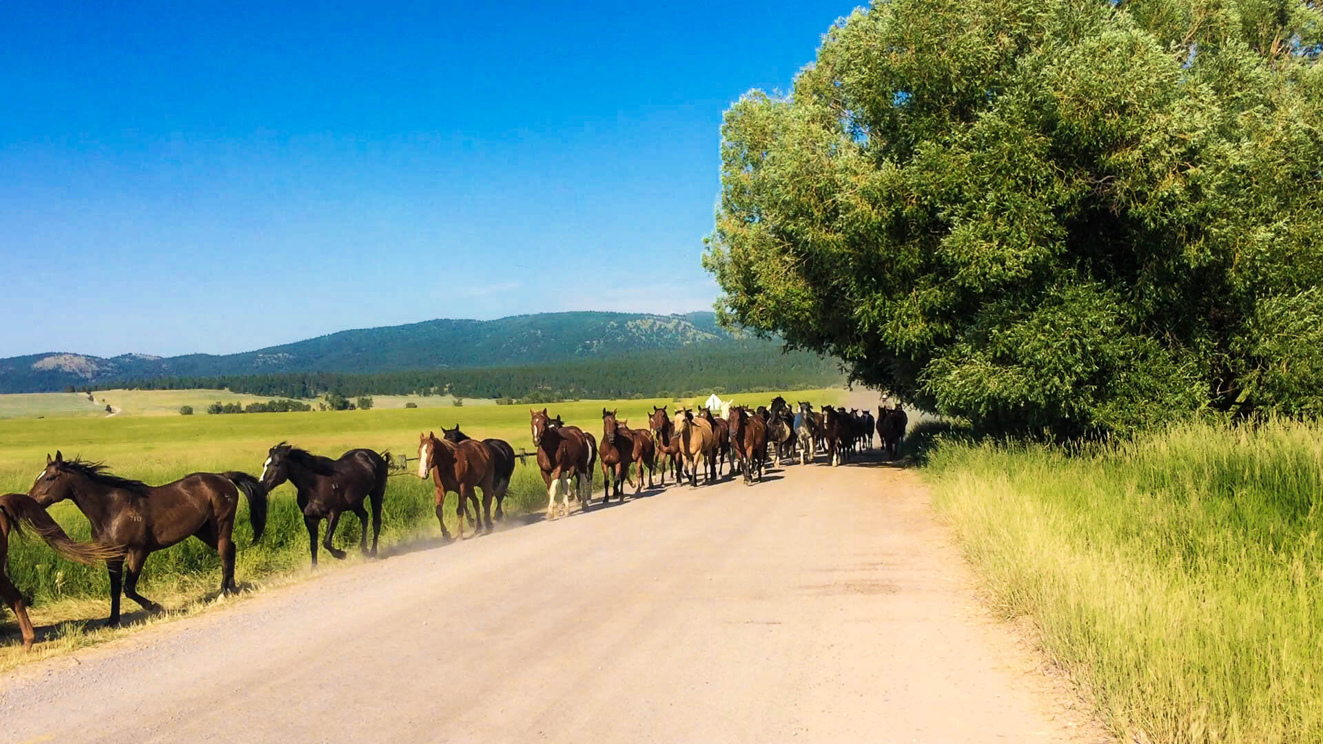 Horse caravan.jpg