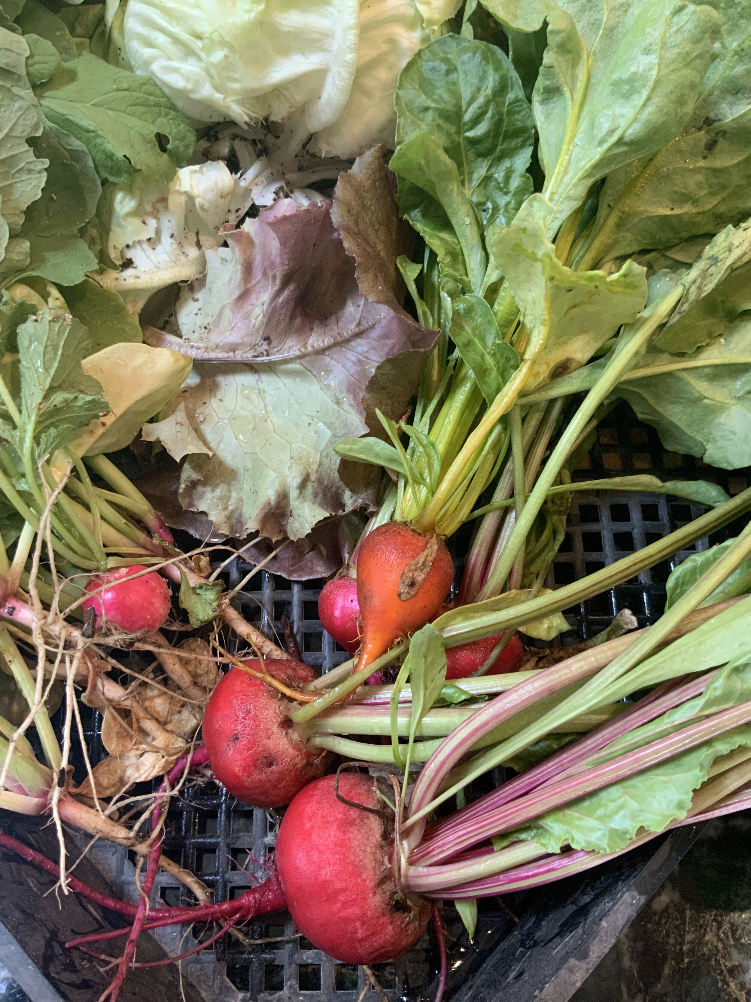 Radishes.jpeg