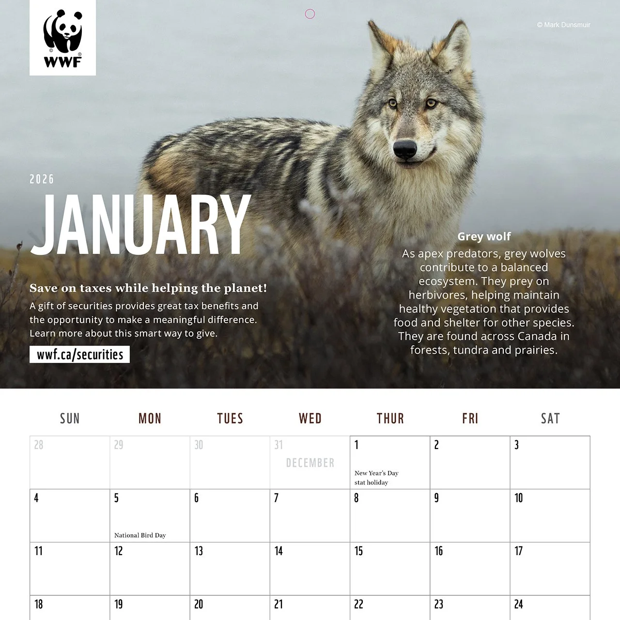 wolfie cal wwf for IG.jpg