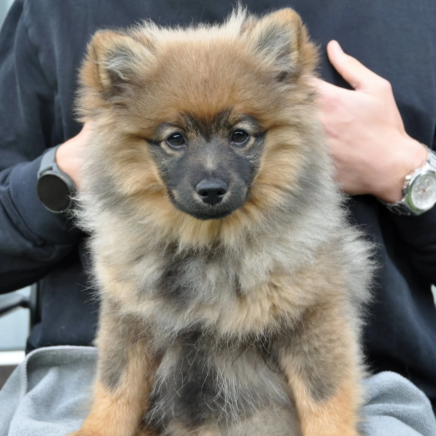 16 weeks tomorrow - time flies! Five of them have found their forever families. They are happy and settled in very well into their new home. 👍👌 Lottie (first 2 photos) are staying with us 😉 we are hoping she will develop into a beautiful Mittelspi