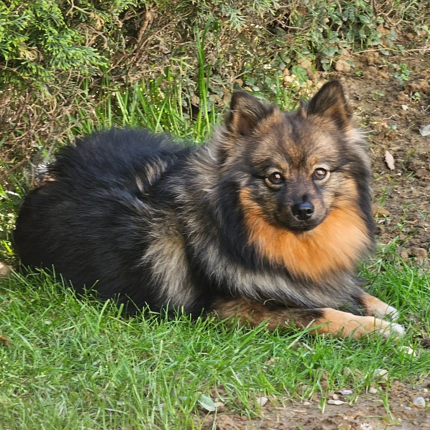 Some profile photos today. Not for an account 😉 but actual profiles. Whose profile did Lottie inherit? 🤔 Dad's or Mom's??
Heute mal ein paar Profilfotos. Nicht f&uuml;r einen Account 😉, sondern echte Profile. Wessen Profil hat Lottie wohl geerbt? 