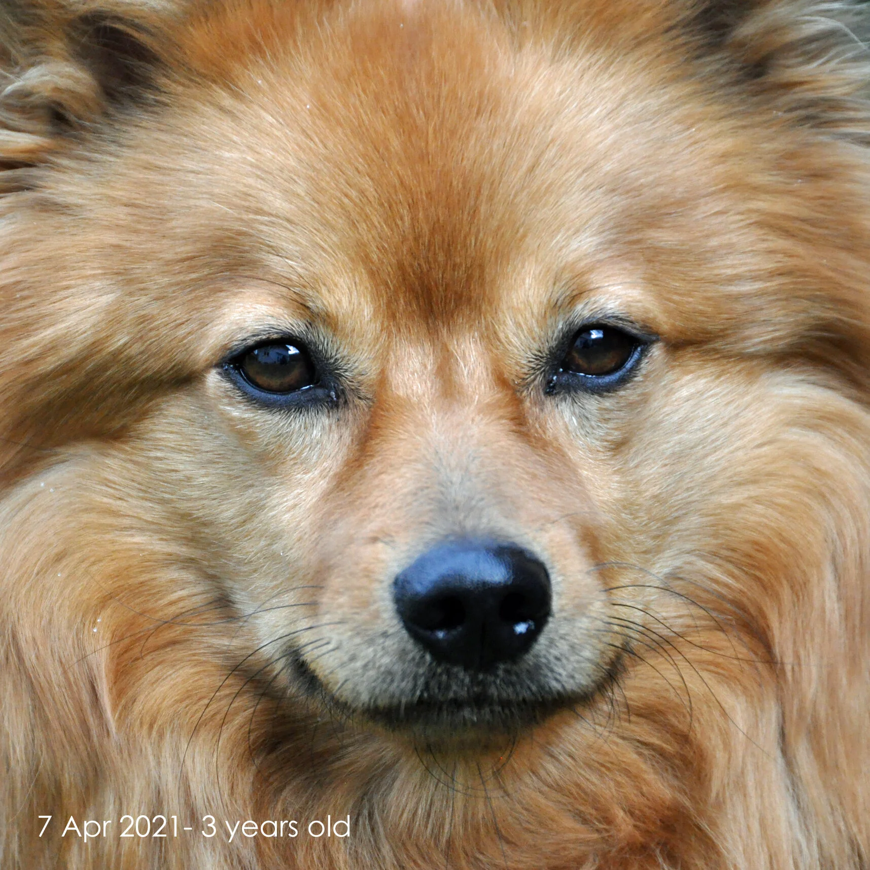 Cora German Spitz Medium