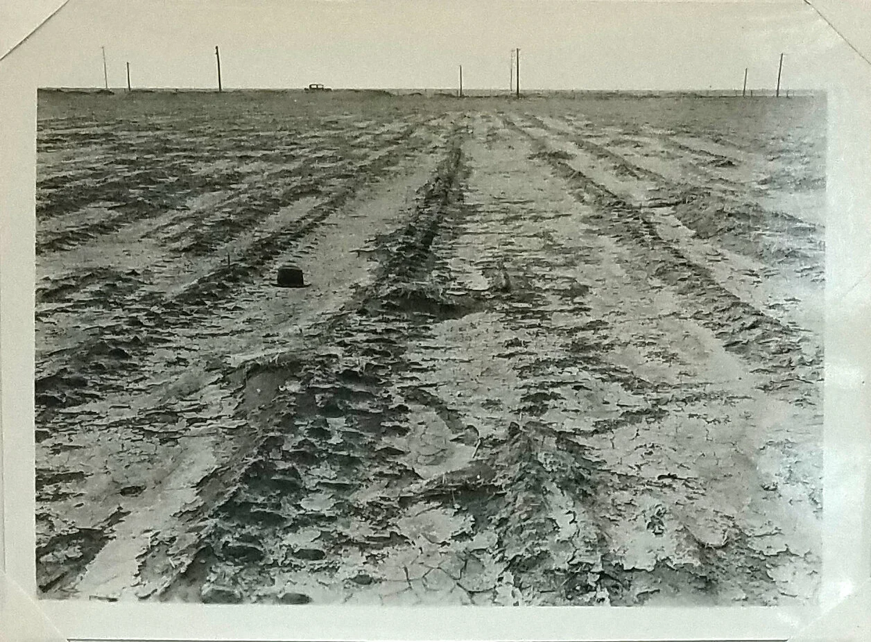 A field frrom which all of the soil was removed to plow depth with the exception of that packed by the tractor wheels, southwestern Kansas. 1933 Annual Report Bureau of Chemistry and Soils. National Archives, Record Group 114, Entry 109.
