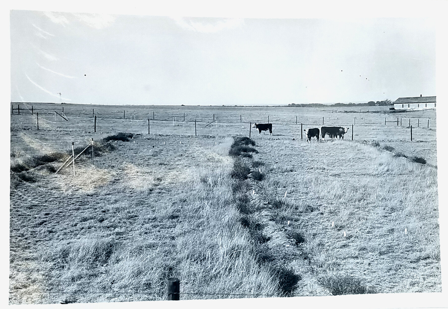 Contour furrows on an experimental plot, Hays, Kansas. c. 1939. Figure 2 in Annual Report of Soil Conservation Investigations - KAN-R-1. National Archives, Record Group 114, Entry 109. 