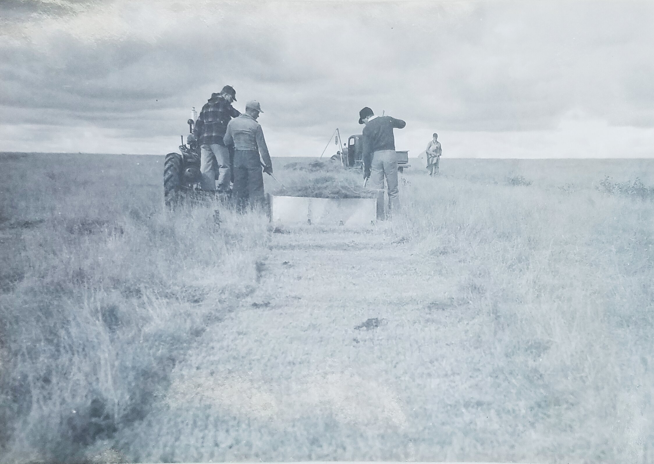 A general view of the harvesting operation. November 12, 1941. Credit: L.C. Aicher. Figure 3 in Annual Report of Soil Conservation Investigations - KAN-R-1. National Archives, Record Group 114, Entry 109.