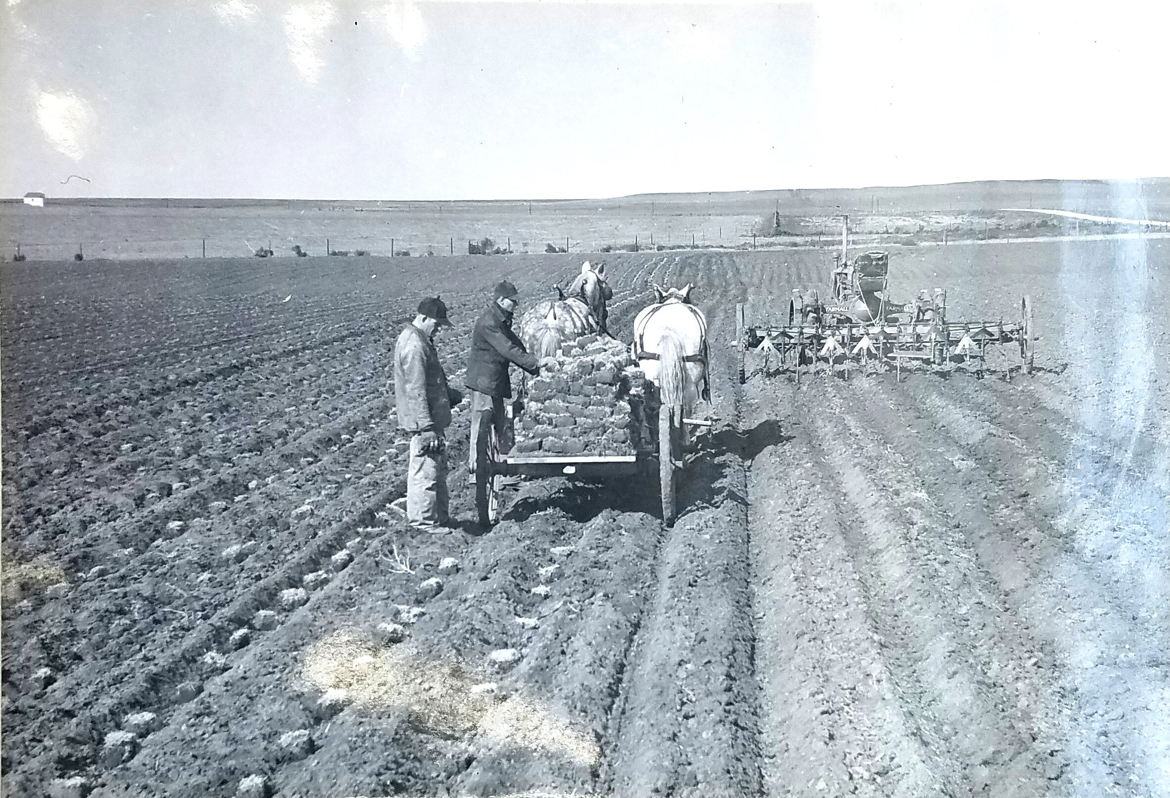 Dropping chunks of buffalo grass sod in furrows made with a duckfoot. c. 1940. Credit: L.C. Aicher. Figure 12 in Annual Report of Soil Conservation Investigations. National Archives, Record Group 114, Entry 109.