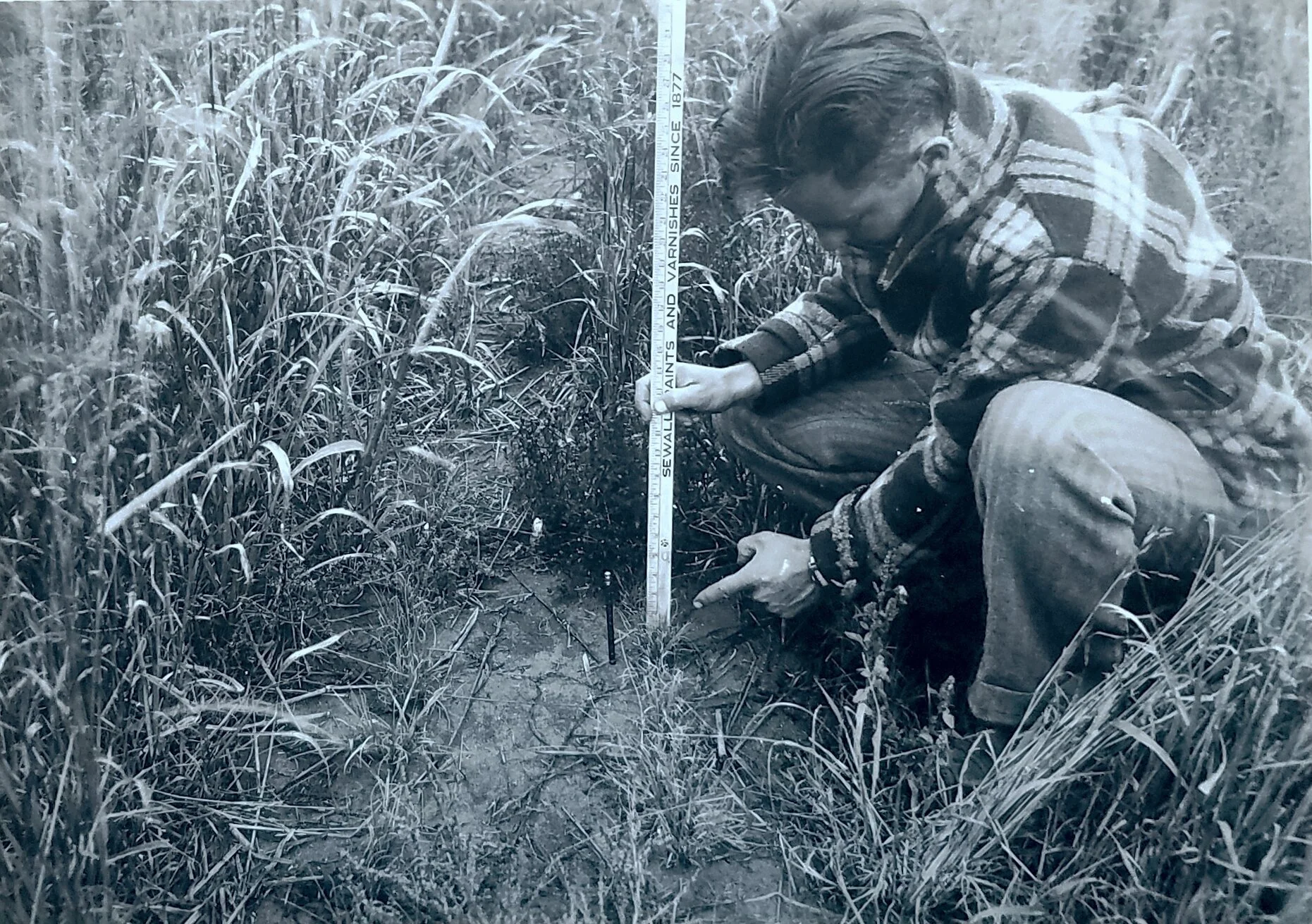 Volunteer shows plant growth in front of terrace ridge. October 27, 1941. National Archives, Record Group 114, Entry 111.