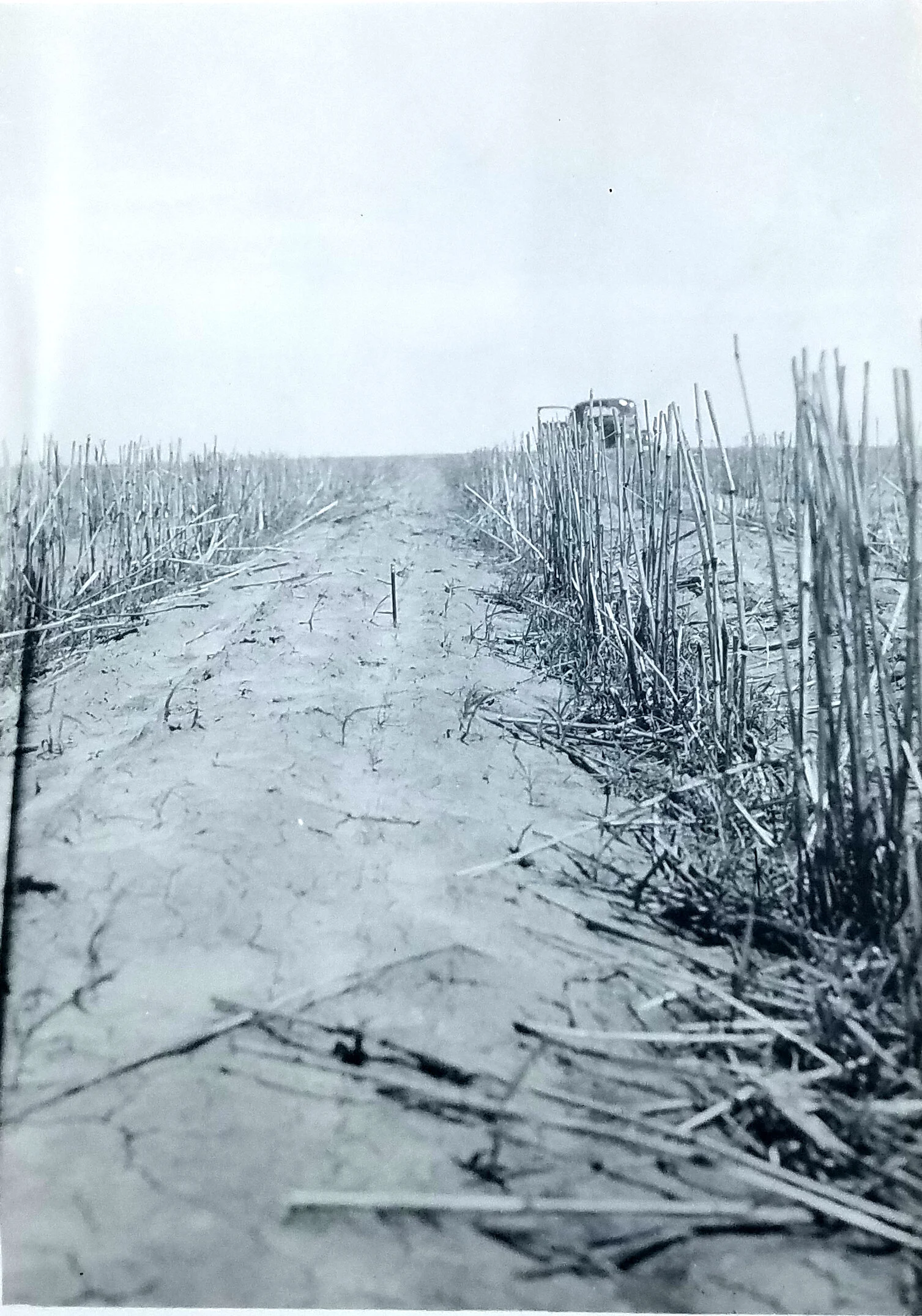 Springfield, Colorado. May 27, 1941. National Archives, Record Group 114, Entry 111.