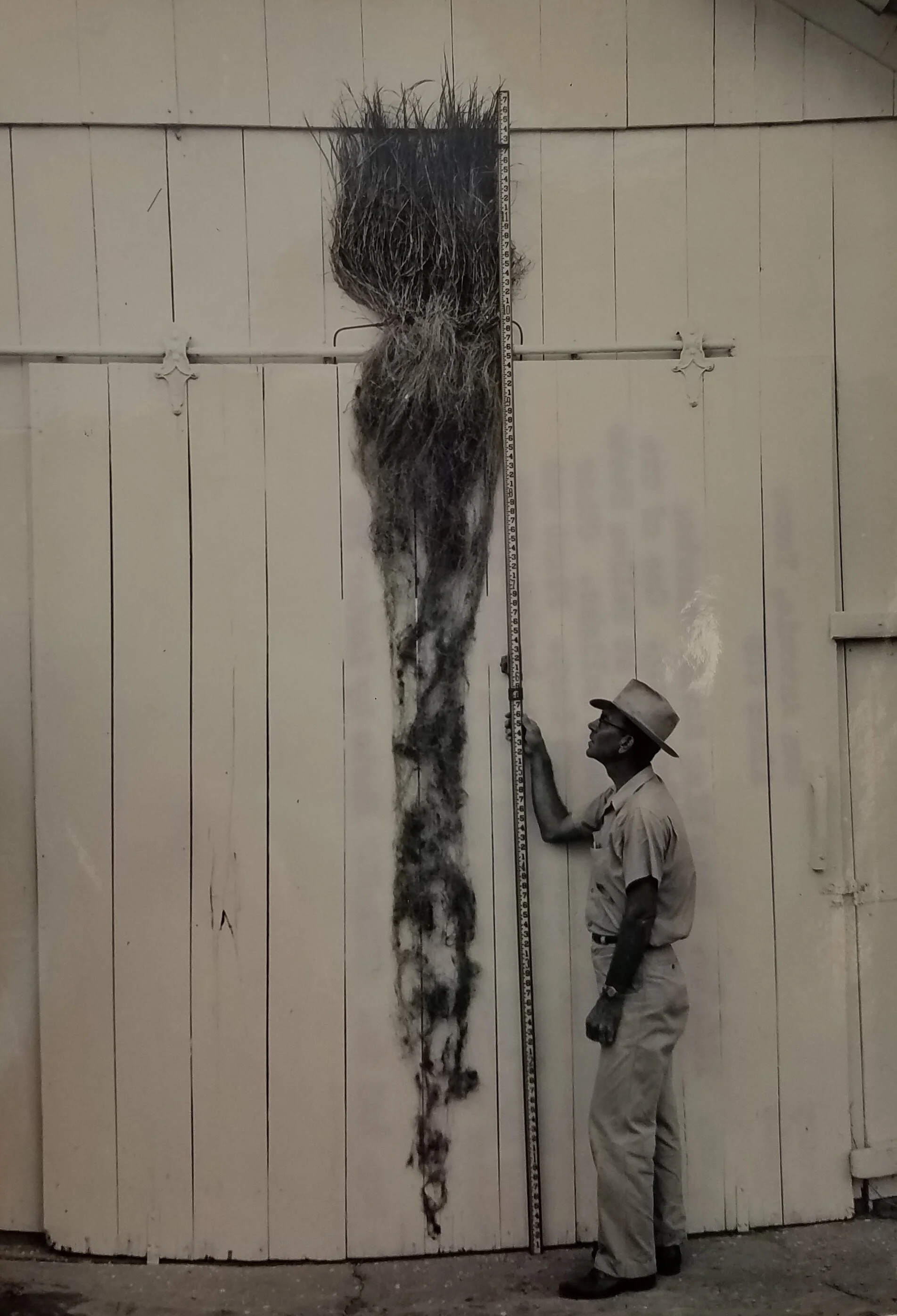 King Ranch bluestem plant being prepared for exhibition at the Dallas State Fair, San Antonio, Texas. October 4, 1949. Credit: Lester Fox. National Archives, Record Group 114, Entry 256.