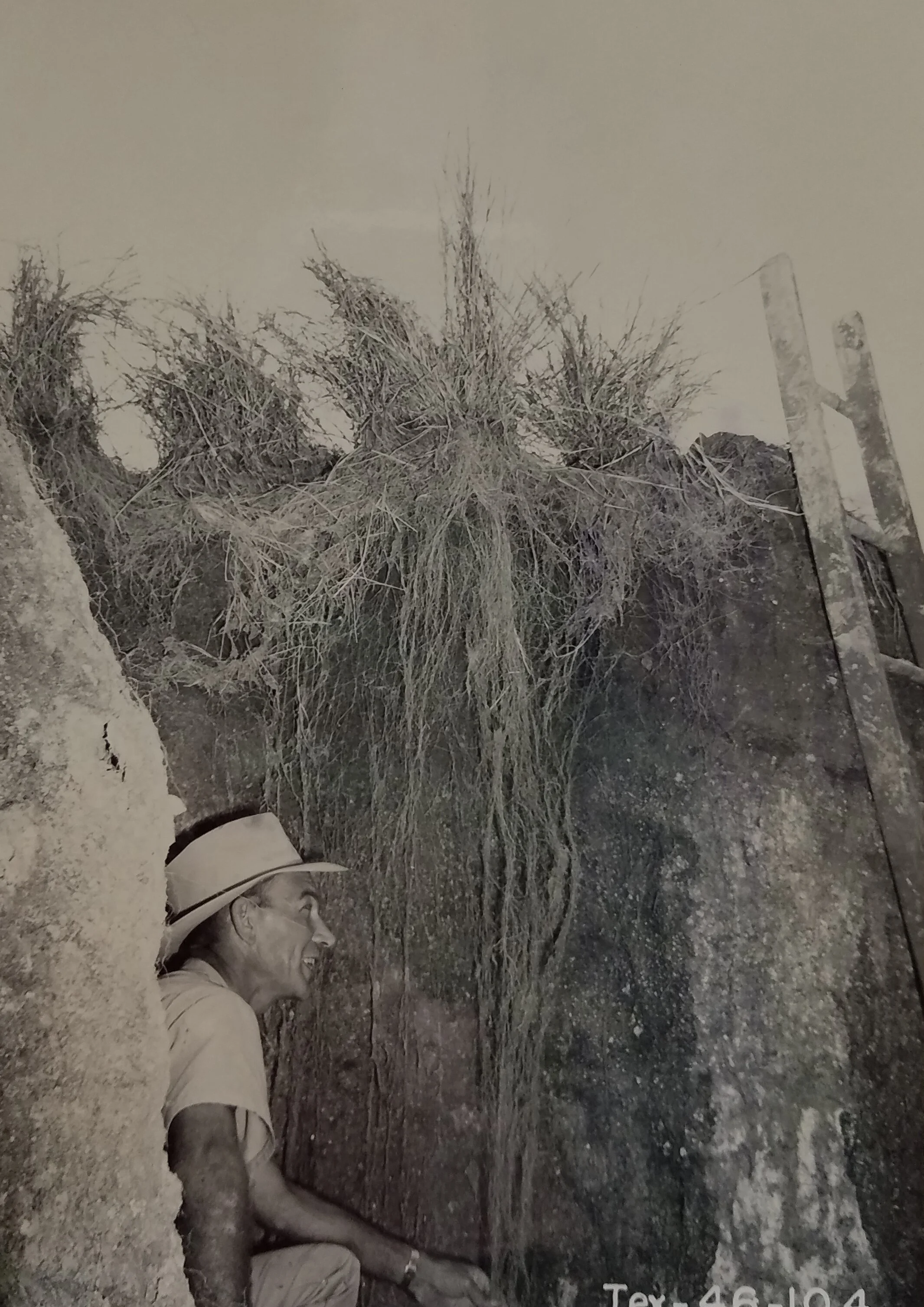 Close-up of in situ King Ranch bluestem root system, San Antonio, Texas. October 4, 1949. National Archives, Record Group 114, Entry 256.