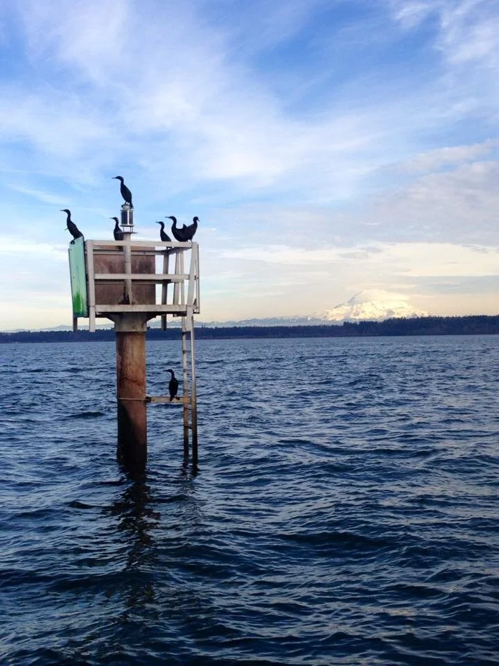 Cormorants contemplate Mt. Rainier in the distance, Puget Sound, Washington.